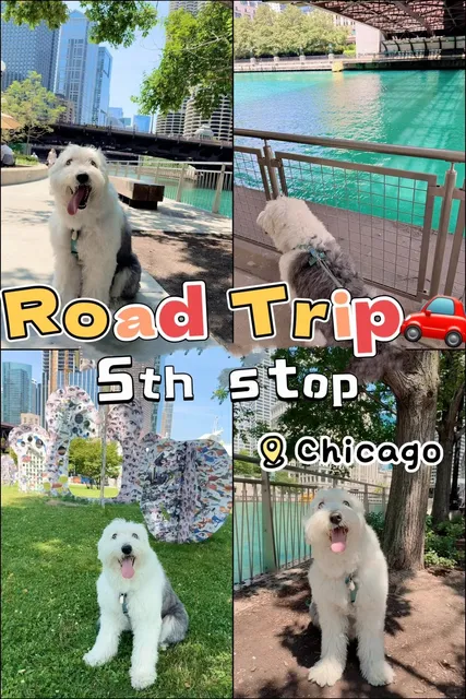 ​​Puppy's First Chicago Trip! 🐶🌆​​