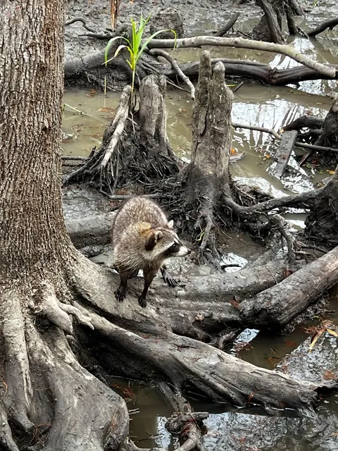 New Orleans Tips: Avoiding Disappointments & Recommendations ⚠️