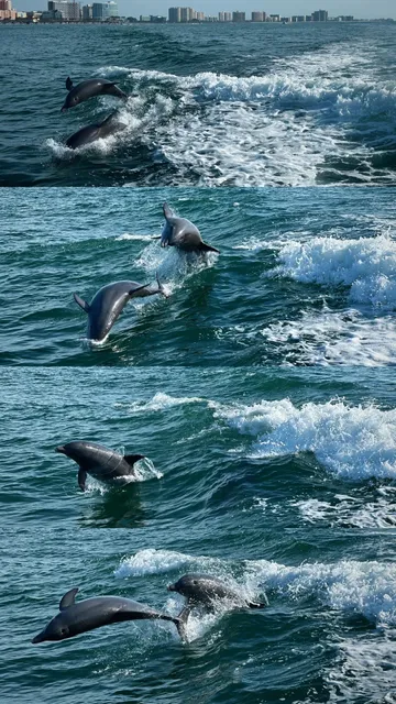 Tampa｜Live Slow Like a Manatee 🦭