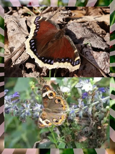 🦋 Magical Butterfly Pavilion at LA’s NHM! 🧚🏻‍♀️✨​​