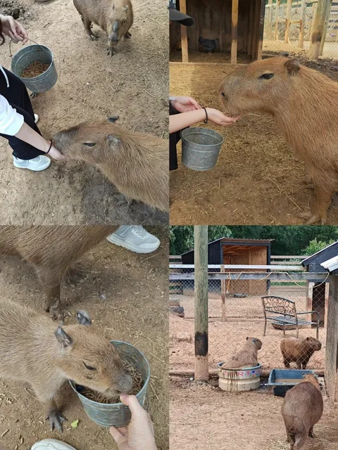 Charlotte Is Kinda Boring, But I Found Hidden Gems! 💎