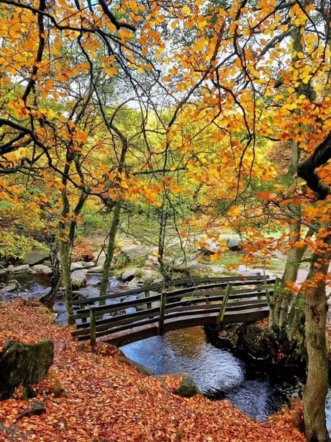 🇬🇧 Manchester Surroundings | Hiking Spot in an Enchanted Forest