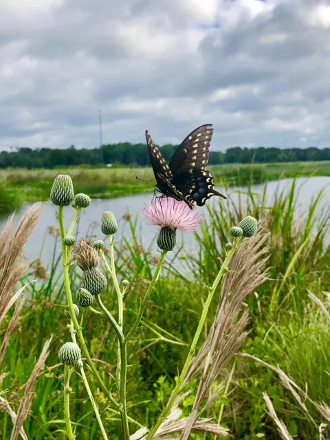 🐊 Sweetwater Wetlands Park: See Alligators in Gainesville, FL! 🌿