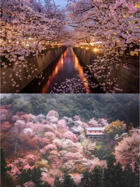🌸 Visiting Japan but unsure how to choose? 😣