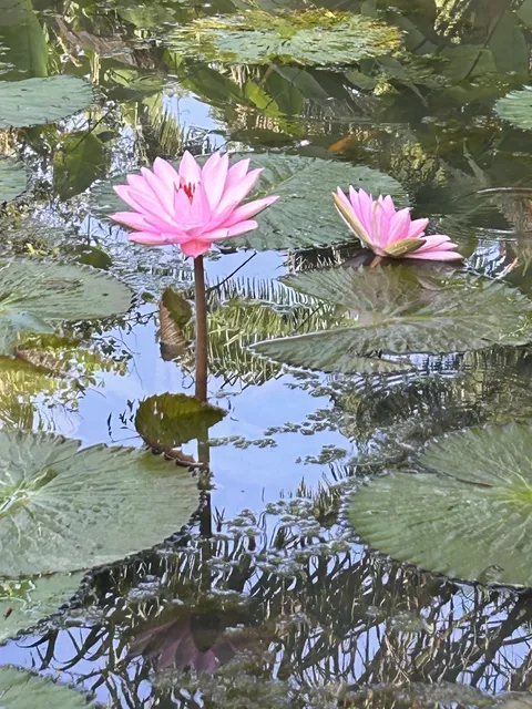 Introduction to Bishan-Ang Mo Kio Park 🌸