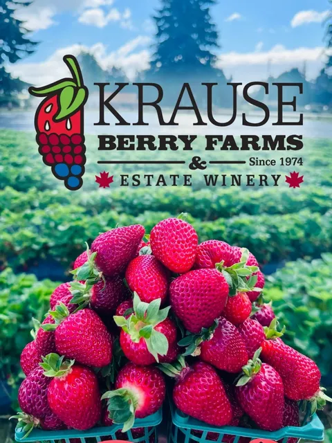 🍓 Krause Berry Farms Summer Strawberry Picking Guide