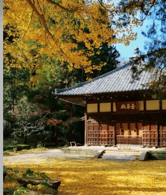 Kamakura's Hidden Temple Tour During the Autumn Leaves (3)🍁