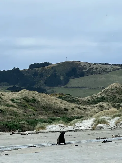 🇳🇿 Dunedin Ultimate Guide: Castles & Coastal Magic