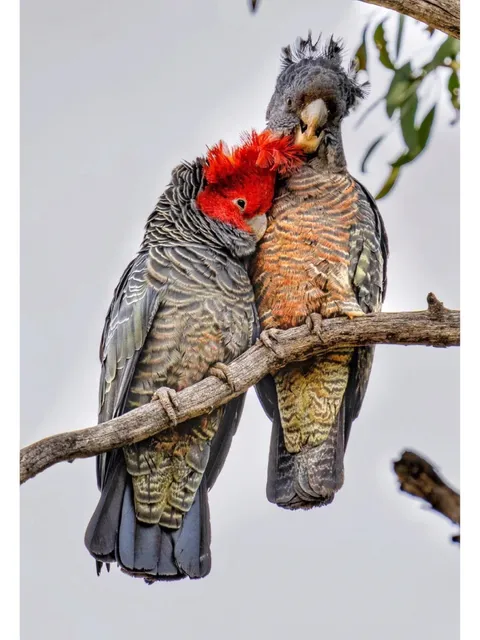 The Gang-gang cockatoo spotted in Canberra, the capital of Australia