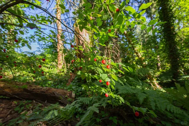 🇨🇦 ​​A Sweet Summer Surprise on Coquitlam River Trail​​ 🌿🍒