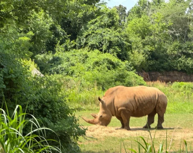 So Enjoyed My First Visit! 🐆🌿
