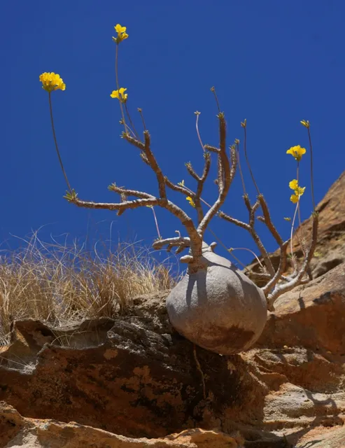  A Pilgrimage to the Homeland of "Ivory Palace" Succulents