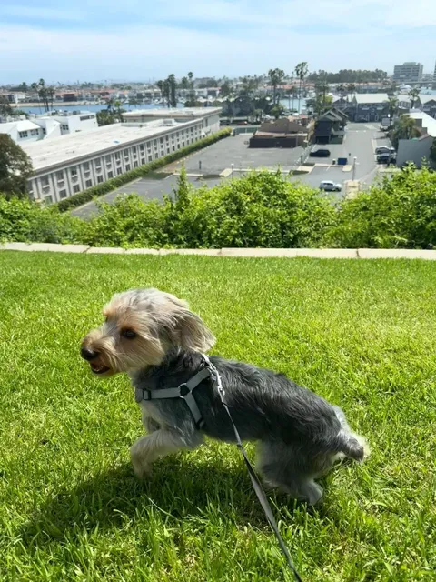 OC Dog-Friendly Spots | Taking My Furry Son on an Adventure! 🐕✨