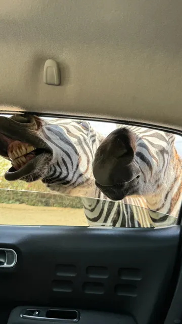 Madrid 🌳 Safari Madrid Zoo 🦓