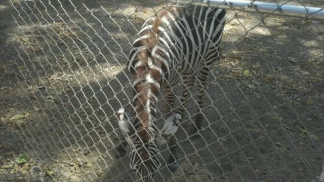 Unleash Your Wild Side at Gators and Friends Alligator Park and Exotic