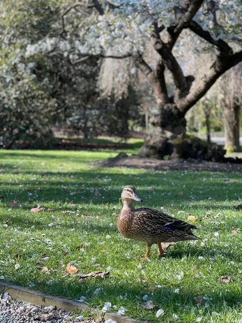 🇳🇿 Christchurch | So Beautiful It Made Me Lie Down on the Grass