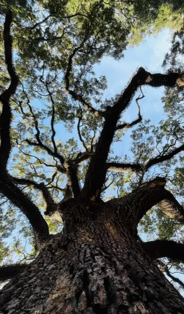 🌳 The Candler Oak Tree | A Silent Guardian of Savannah's History