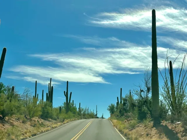 Arizona | Day 1 | Saguaro National Park 🌄
