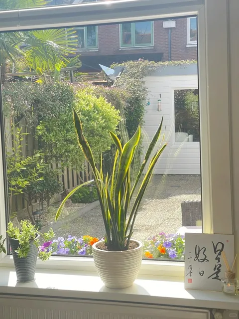 🇳🇱 Ultimate Dutch Stay Recommendation!