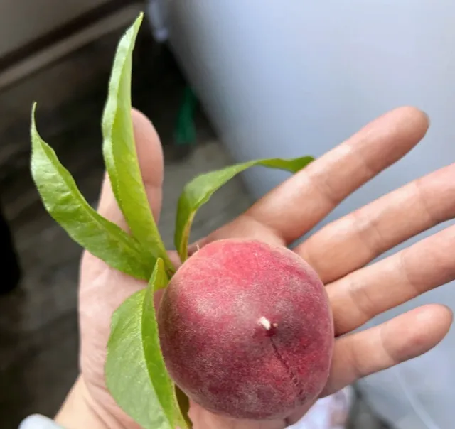 [Recommendation] Cooper Farm Peach Specialty Store