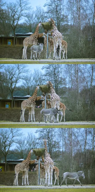 A Great Weekend Spot in the Netherlands—Beekse Bergen 🐒🐘🦌