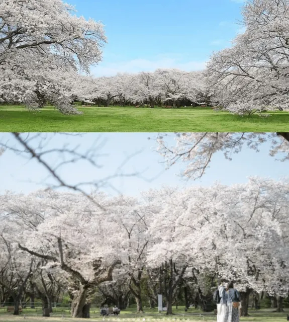  10 Hidden Cherry Blossom Spots  