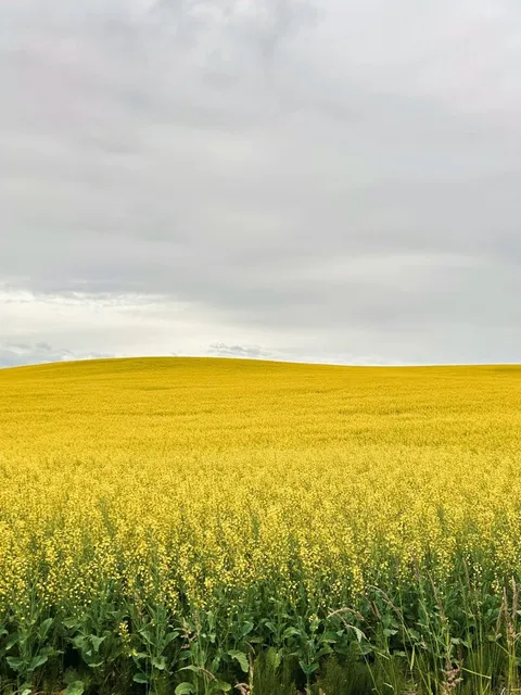 Spokane Road Trip Guide 🌾 Otherworldly Palouse Wheat Field Adventure!