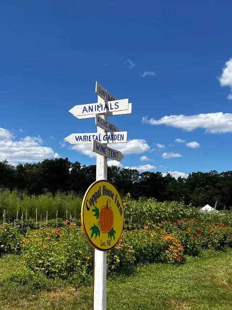 🌻 Boston Area Sunflower Field Check-in (Until August 10th) 🌻