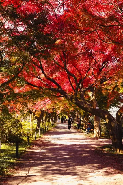 Tokyo | The Momiji Tunnel is Now Open 🍂