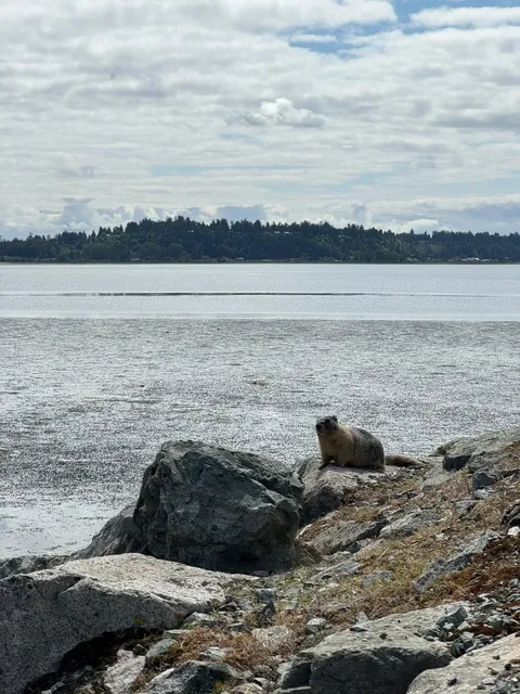 🇨🇦 ​​Tsawwassen Family Adventure | Prairie Dogs 🐹 + Beach Crabbing 