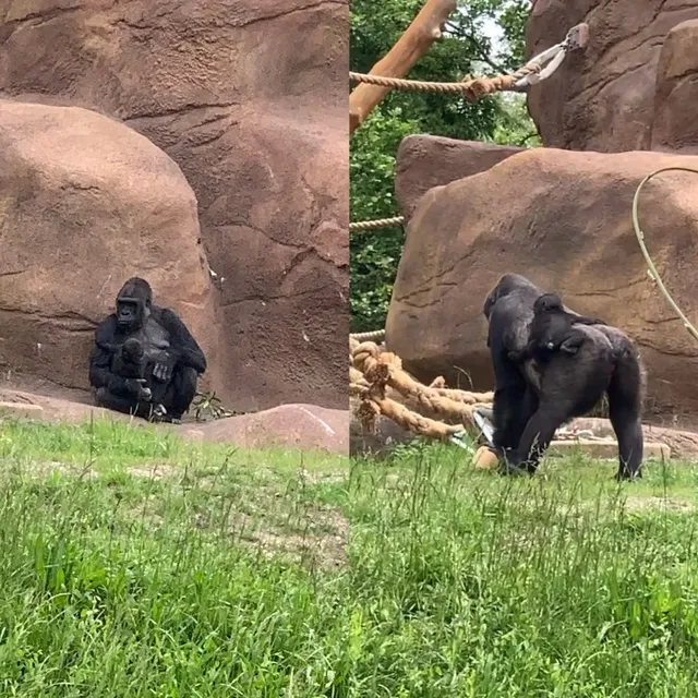 🦁 Detroit Zoo Adventure: Where Animals Steal the Show!