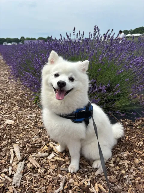 ​​💜 Lavender by the Bay: NYC’s Own Provence! 🌿​​
