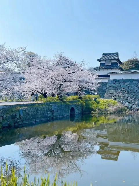 Kyushu Cherry Blossom Nobility, Let's Go! 🌸