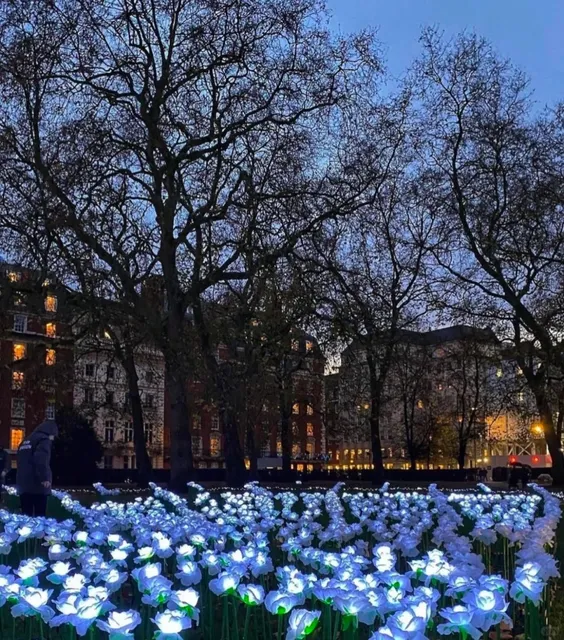 🌹 London Winter Romance: A Sea of 30,000 White Roses 🌸