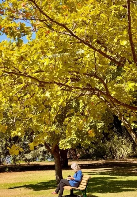 A One-Day Tour Guide to the Fairy-Tale Town of Bendigo 🇦🇺 Around Mel