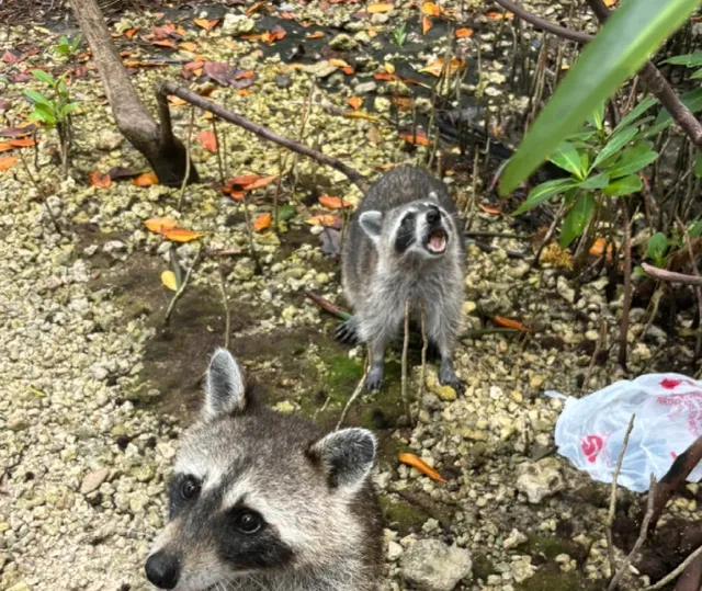 ​​Oleta River State Park Guide  Raccoon Island & Hidden Beaches​​ 🌿🦝