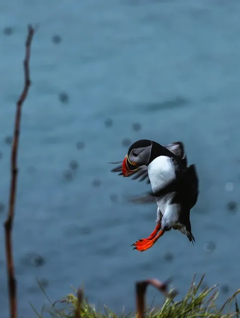 Iceland Puffins