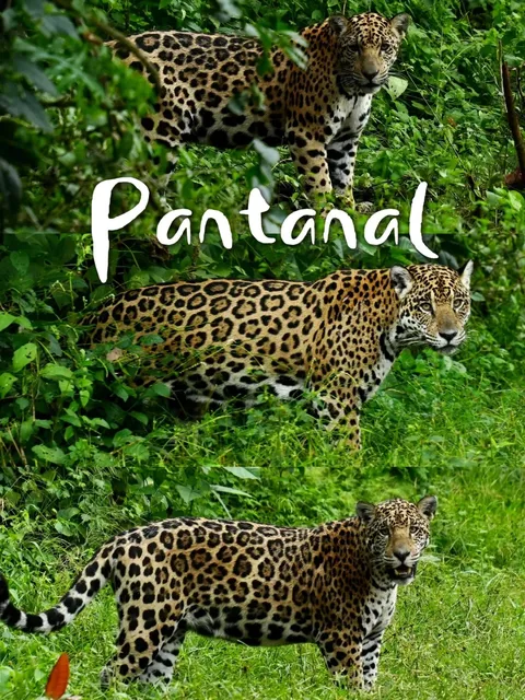 BrazilPantanal