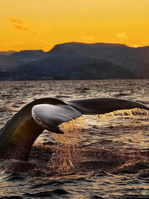 🌟 San Diego Ultimate Travel Guide: Must-See Gems!