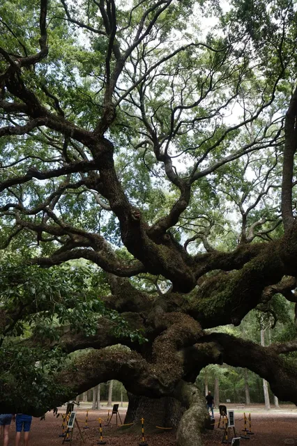 🇺🇸 Southeast US Road Trip Guide: Angel Oak Tree 🌳