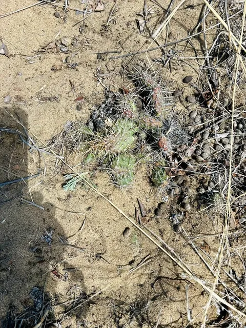 🌵 Saskatoon’s Hidden Gem: The Mini Desert Adventure!