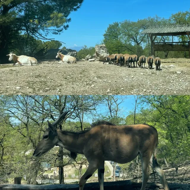 Italy's Wildlife Park: Parco Natura Viva 🐘🌍