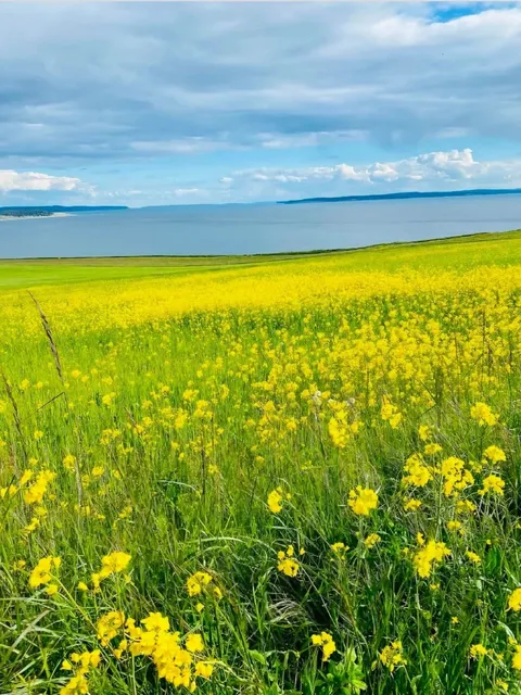 Little Yellow Flowers 🌻 Blooming on Seattle’s Trails ♪
