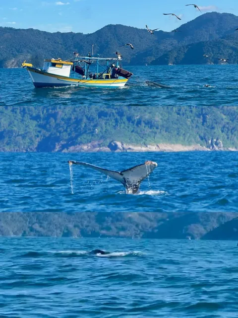 Brazil Whale Watching Adventure 🐋