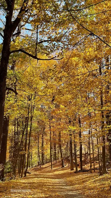 Rockefeller State Park: A Peaceful NYC Hike 🌿