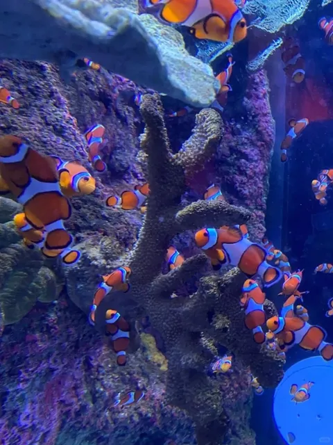 Birmingham | Crying Beauty from the Clownfish School! 🥹