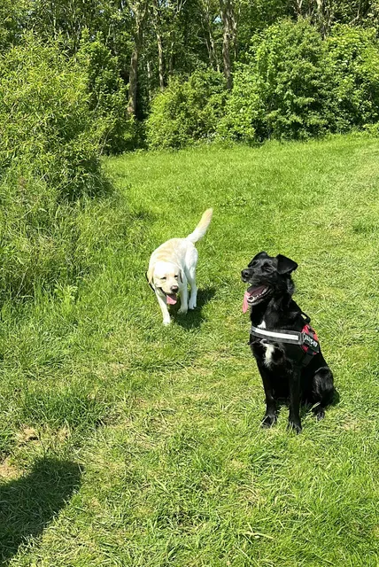 In Paris, the happiness index for dog owners is very high 