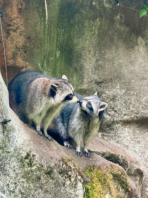 Seattle's Ultimate Drive-Thru Wildlife Adventure at Northwest Trek 🚗