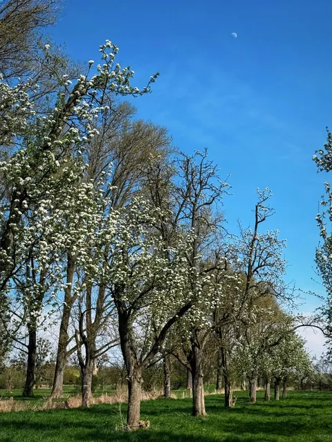 🇩🇪 Düsseldorf | A Stroll Through Monet's Garden 🎨