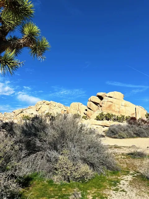 LA Nearby Destination🚙｜Joshua Tree National Park Road Trip Guide